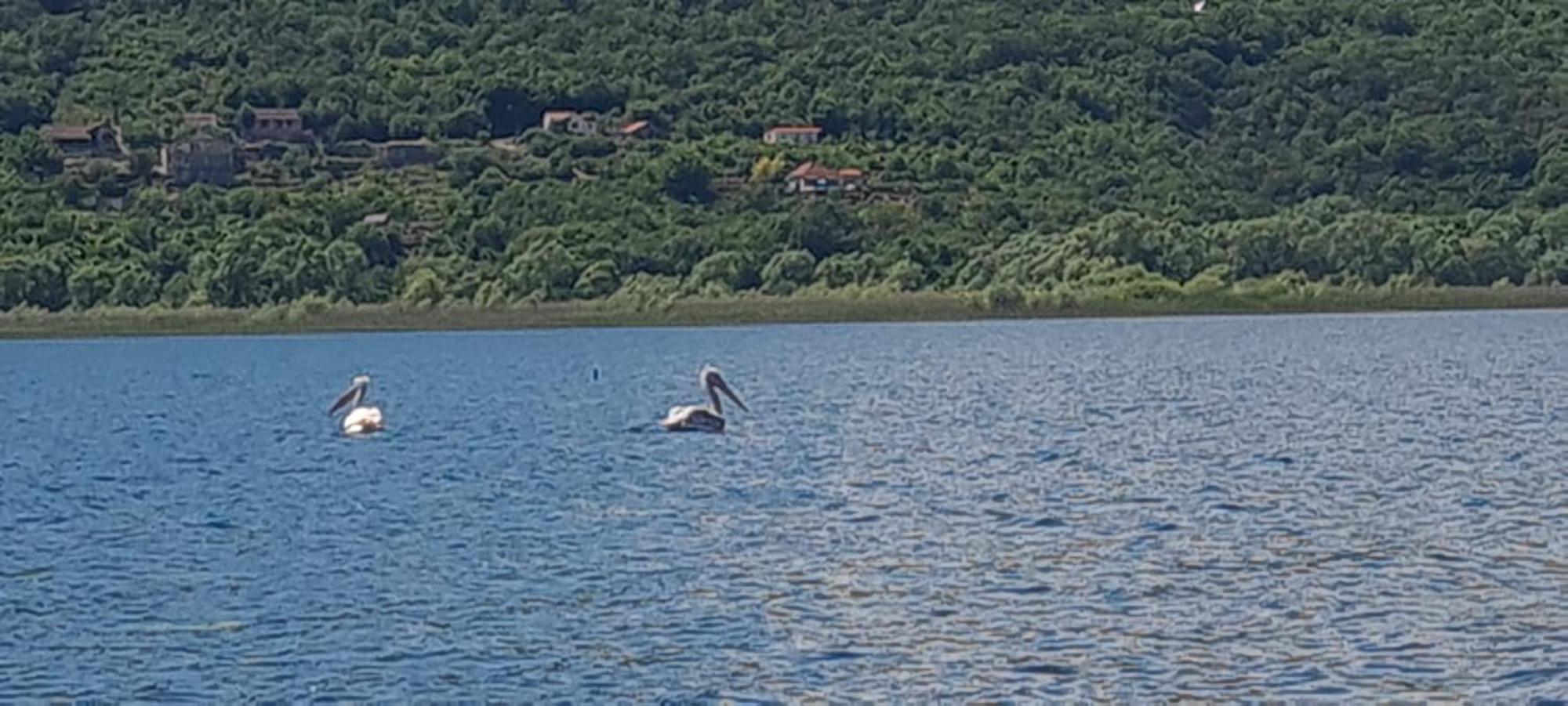 Haustor With Skadar View בית נופש